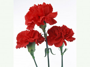 Картинка цветы гвоздики