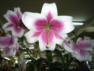 Картинка цветы лилии лилейники