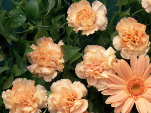 Картинка цветы разные вместе