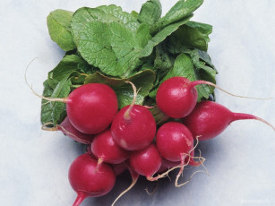 Картинка еда редис репа редька