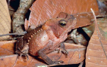 Картинка животные лягушки