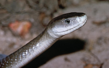 Картинка животные змеи питоны кобры