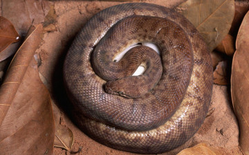 Картинка животные змеи питоны кобры