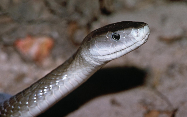 Обои картинки фото животные, змеи, питоны, кобры