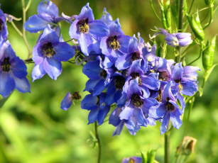 Картинка цветы дельфиниум