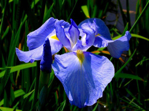 Картинка цветы ирисы