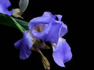 Картинка цветы ирисы