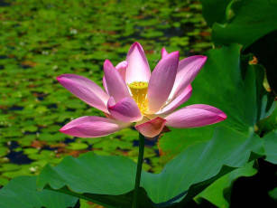 Картинка цветы лотосы