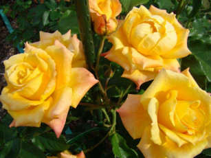 обоя цветы, розы