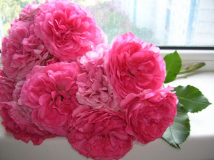 Картинка цветы розы