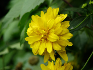 Картинка цветы рудбекия