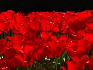 Картинка цветы тюльпаны