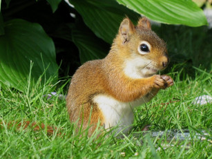 Картинка животные белки