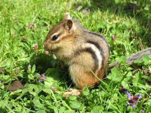 Картинка животные бурундуки