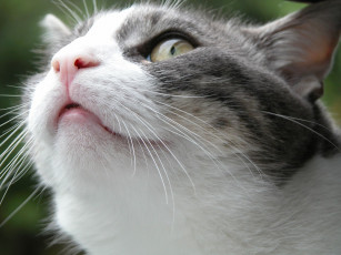 Картинка животные коты