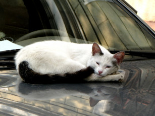 Картинка животные коты