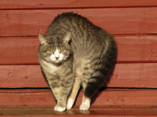 Картинка животные коты