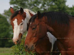 Картинка животные лошади