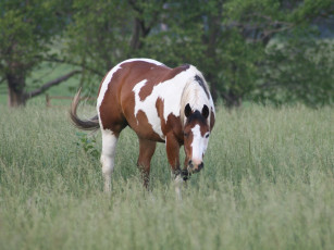 Картинка животные лошади