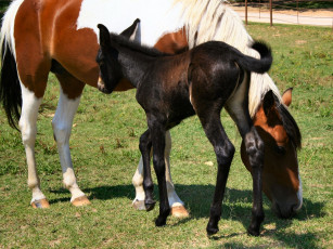 Картинка животные лошади