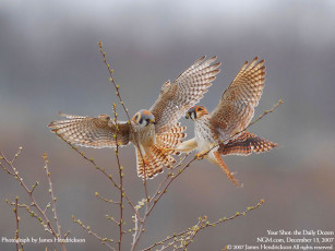 Картинка животные птицы хищники