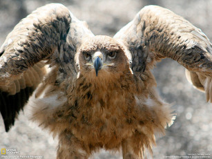 Картинка животные птицы хищники