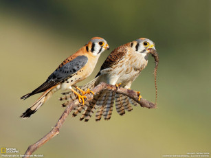 Картинка животные птицы хищники