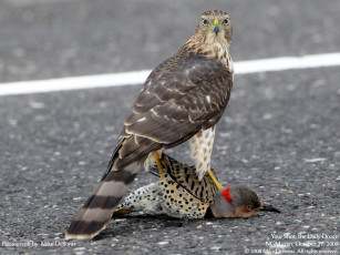 Картинка животные птицы хищники