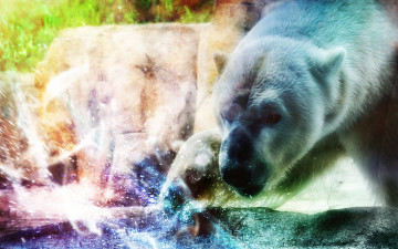 Картинка животные медведи