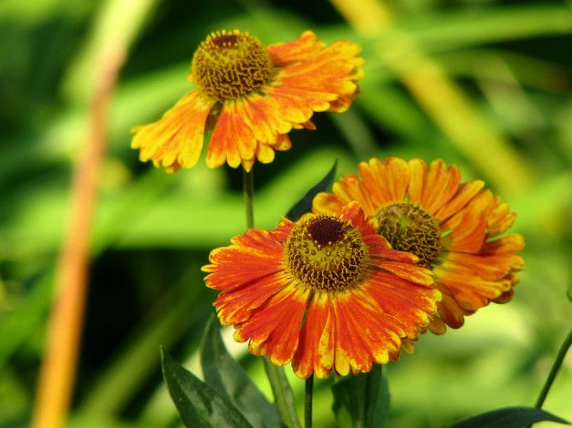 Обои картинки фото цветы, гайлардии, гелениумы