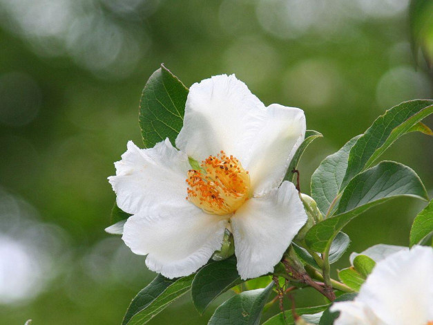 Обои картинки фото цветы, камелии