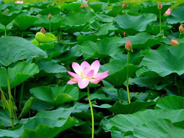 Обои картинки фото цветы, лотосы