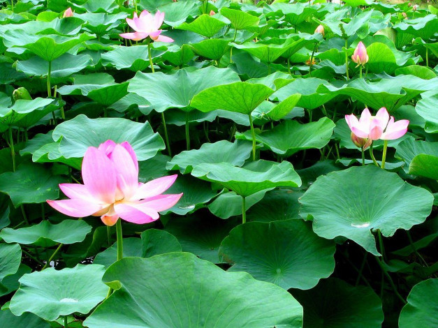 Обои картинки фото цветы, лотосы