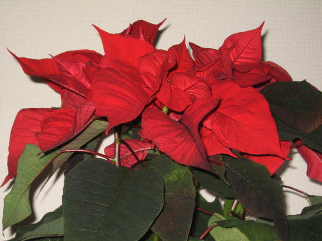 Обои картинки фото цветы, пуансеттия