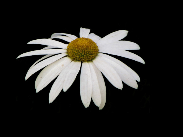 Обои картинки фото цветы, ромашки