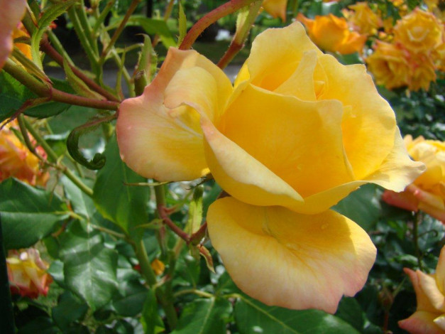 Обои картинки фото цветы, розы