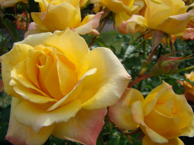 Обои картинки фото цветы, розы