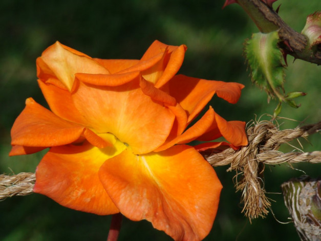 Обои картинки фото цветы, розы