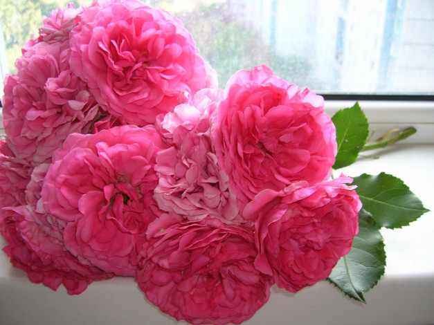 Обои картинки фото цветы, розы