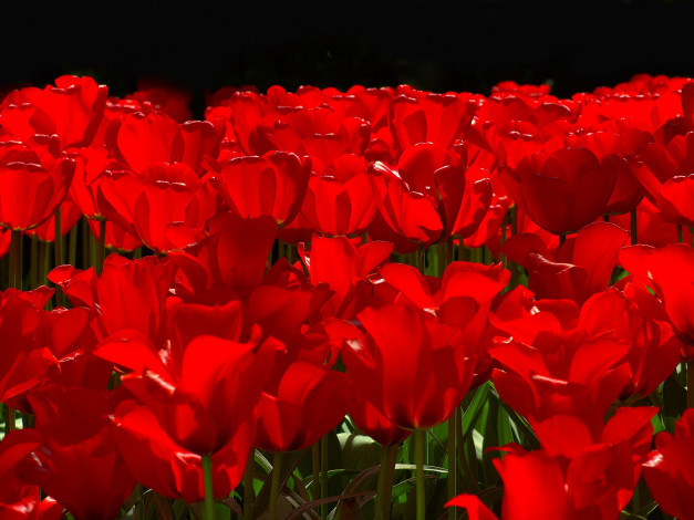 Обои картинки фото цветы, тюльпаны