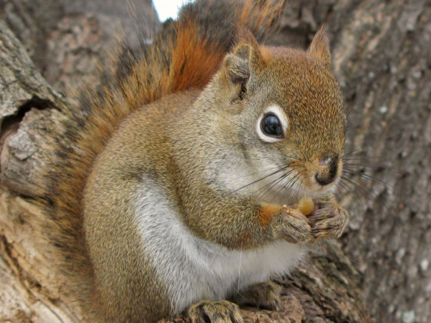 Обои картинки фото животные, белки