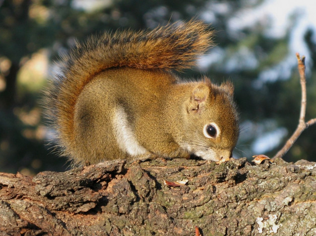 Обои картинки фото животные, белки
