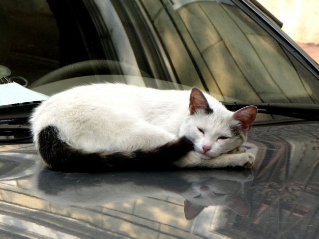 Обои картинки фото животные, коты