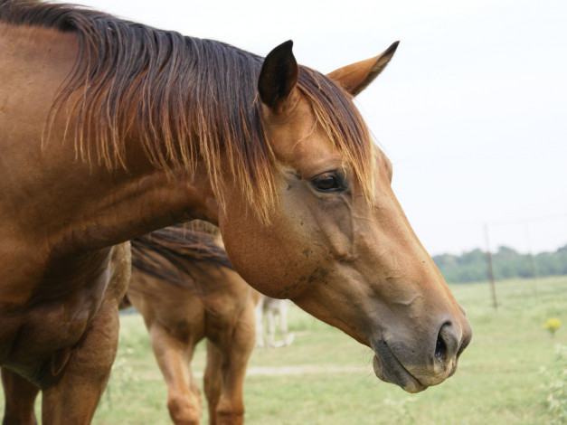 Обои картинки фото животные, лошади