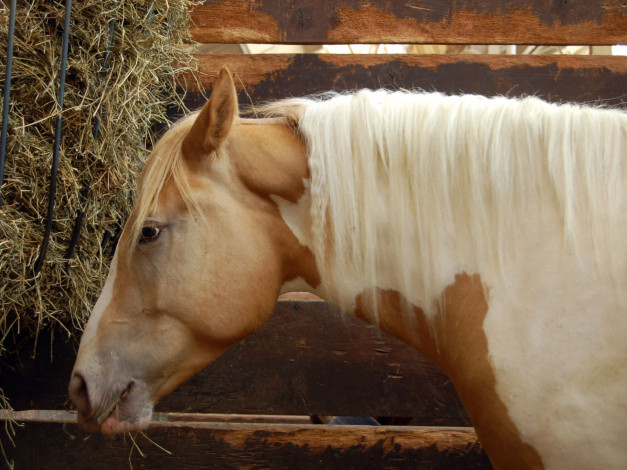 Обои картинки фото животные, лошади