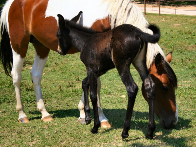 Обои картинки фото животные, лошади
