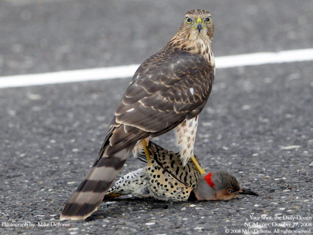 Обои картинки фото животные, птицы, хищники