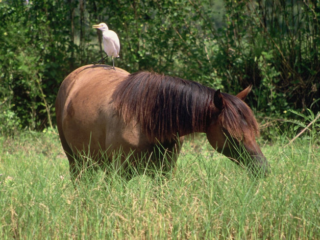Обои картинки фото животные, разные, вместе