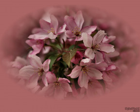 Картинка цветы цветущие деревья кустарники