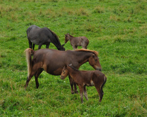 Картинка животные лошади